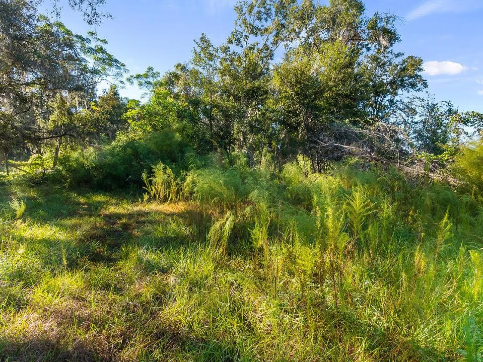 23158 LOOP RD, GROVELAND, FL — photo 22