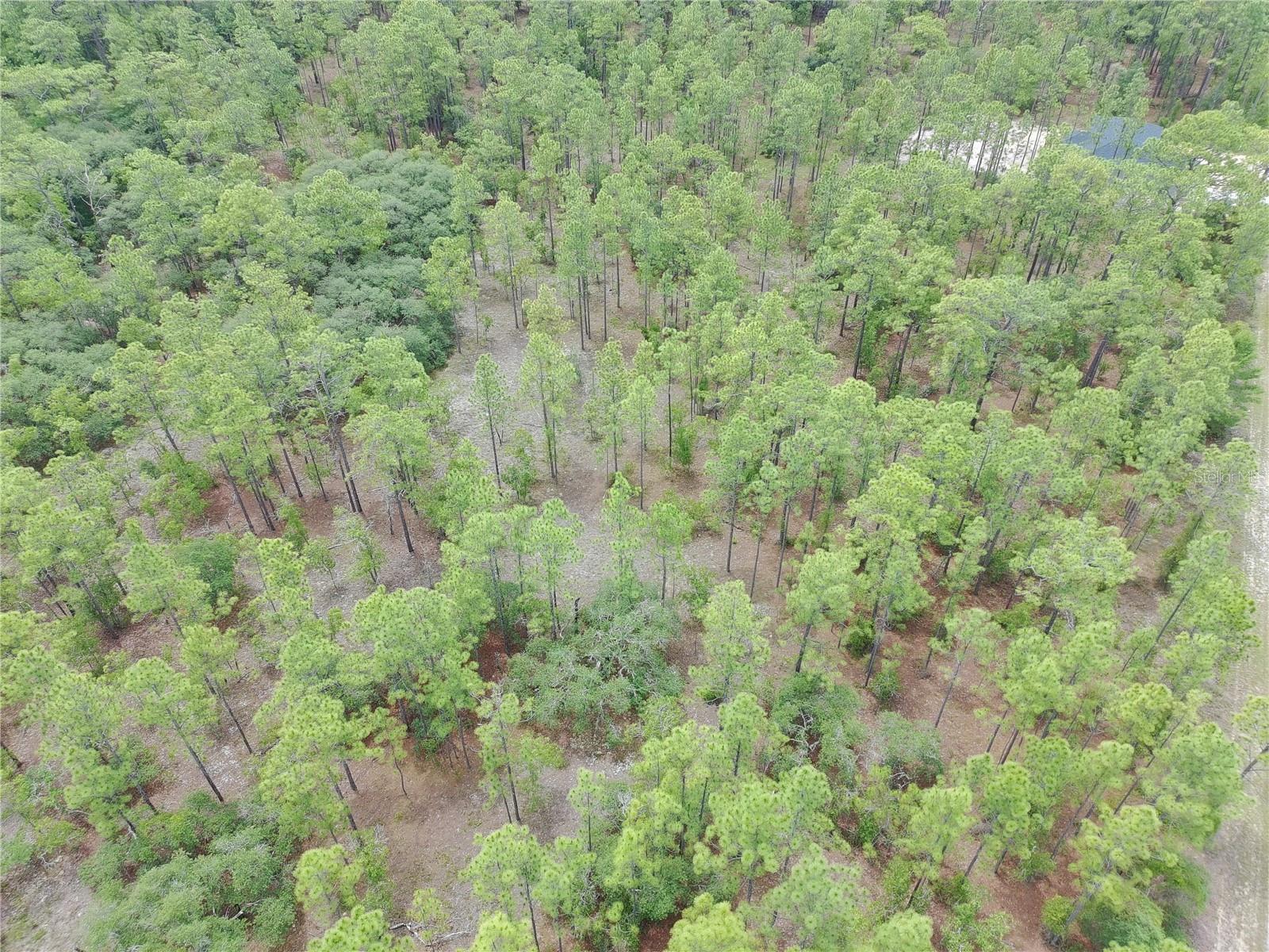 SW BUENA VISTA RD, DUNNELLON, FL — photo 5
