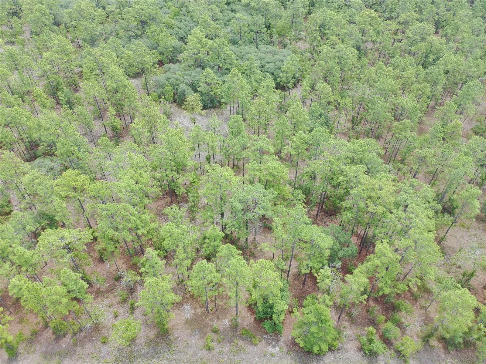 SW BUENA VISTA RD, DUNNELLON, FL — photo 6