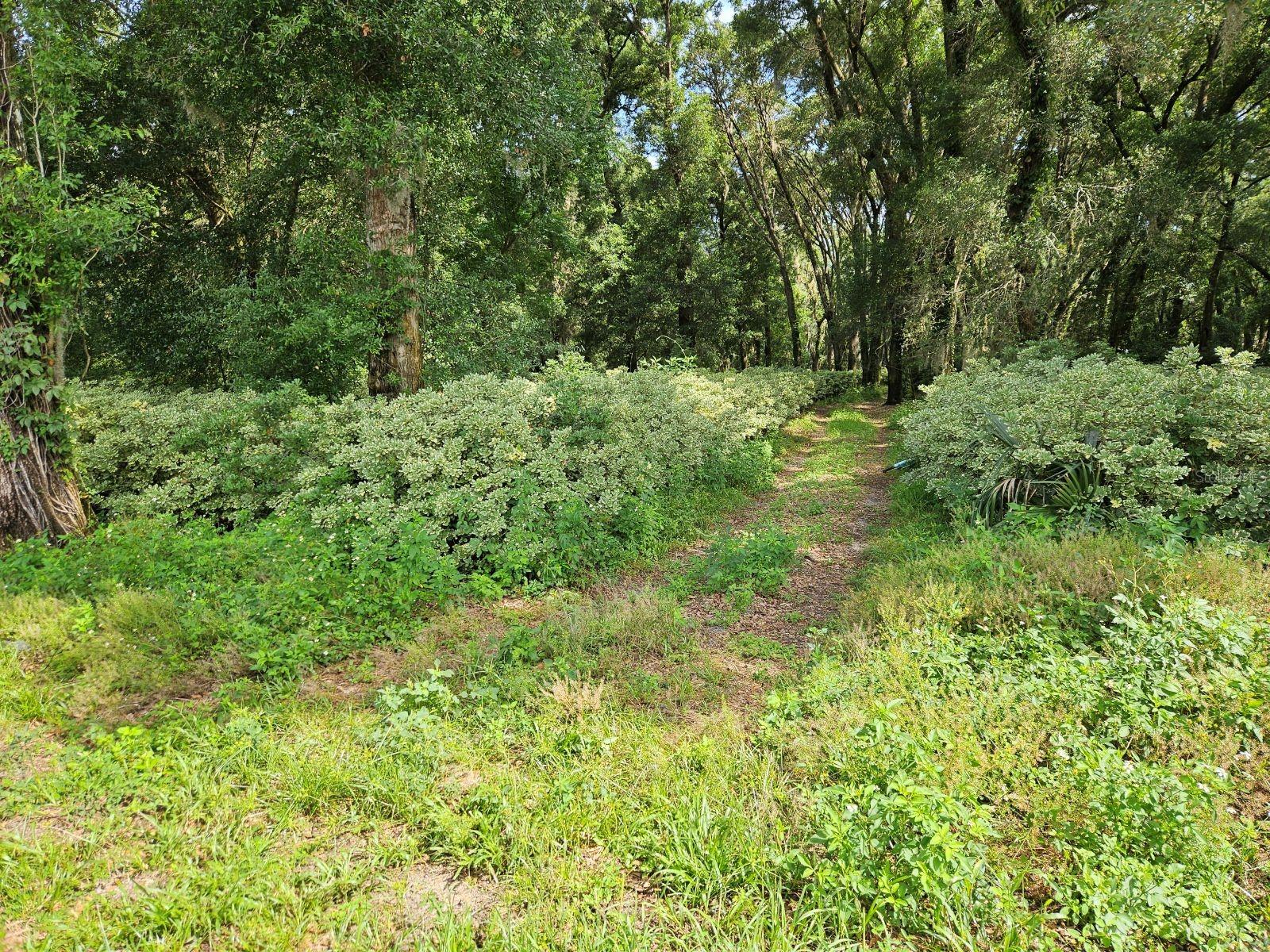 610 BURNSED RD, PIERSON, FL — photo 9