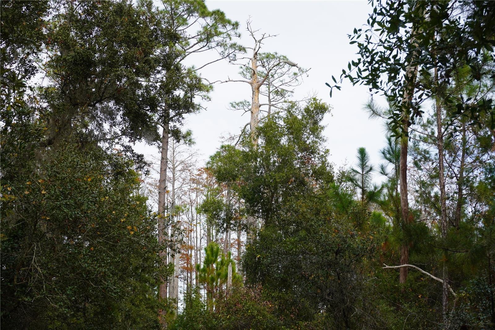 WEST PKWY, DELAND, FL — photo 4
