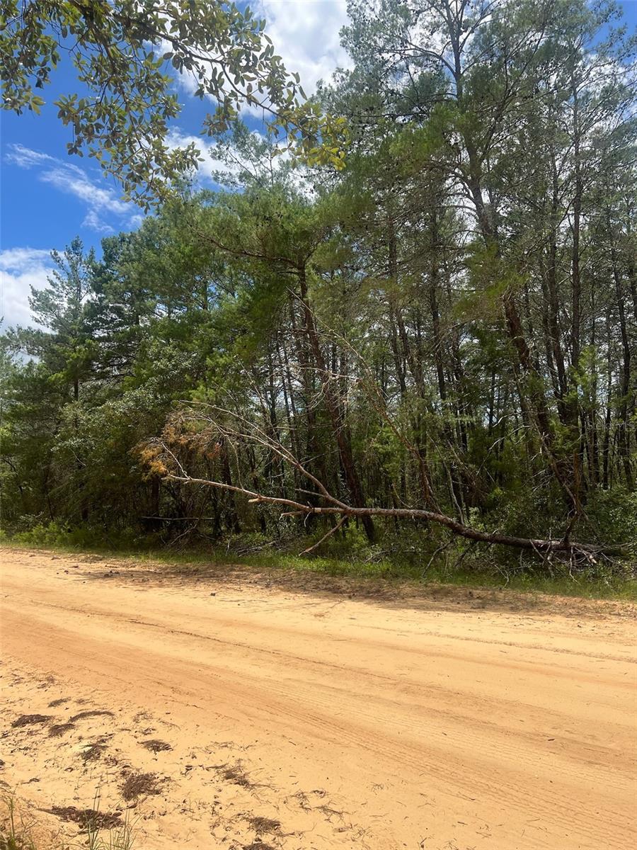 NEILSON AVE, INTERLACHEN, FL — photo 3