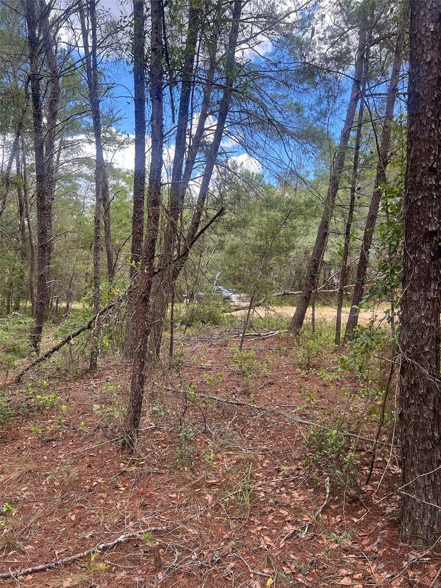 NEILSON AVE, INTERLACHEN, FL — photo 4