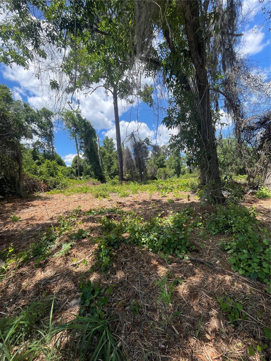 COUNTY ROAD 42, UMATILLA, FL — photo 3
