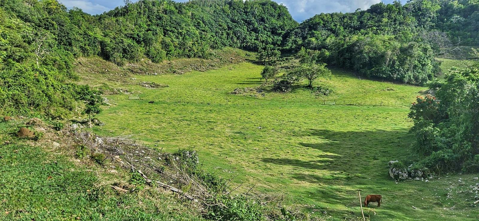 Carr 626 BO CALICHOZA, ARECIBO, PR — photo 8