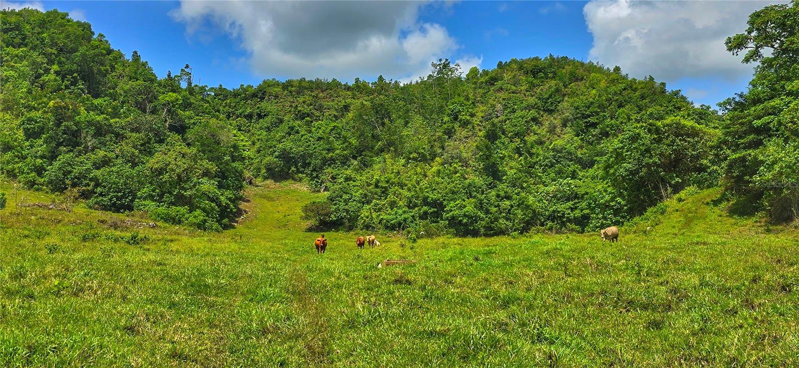 Carr 626 BO CALICHOZA, ARECIBO, PR — photo 9