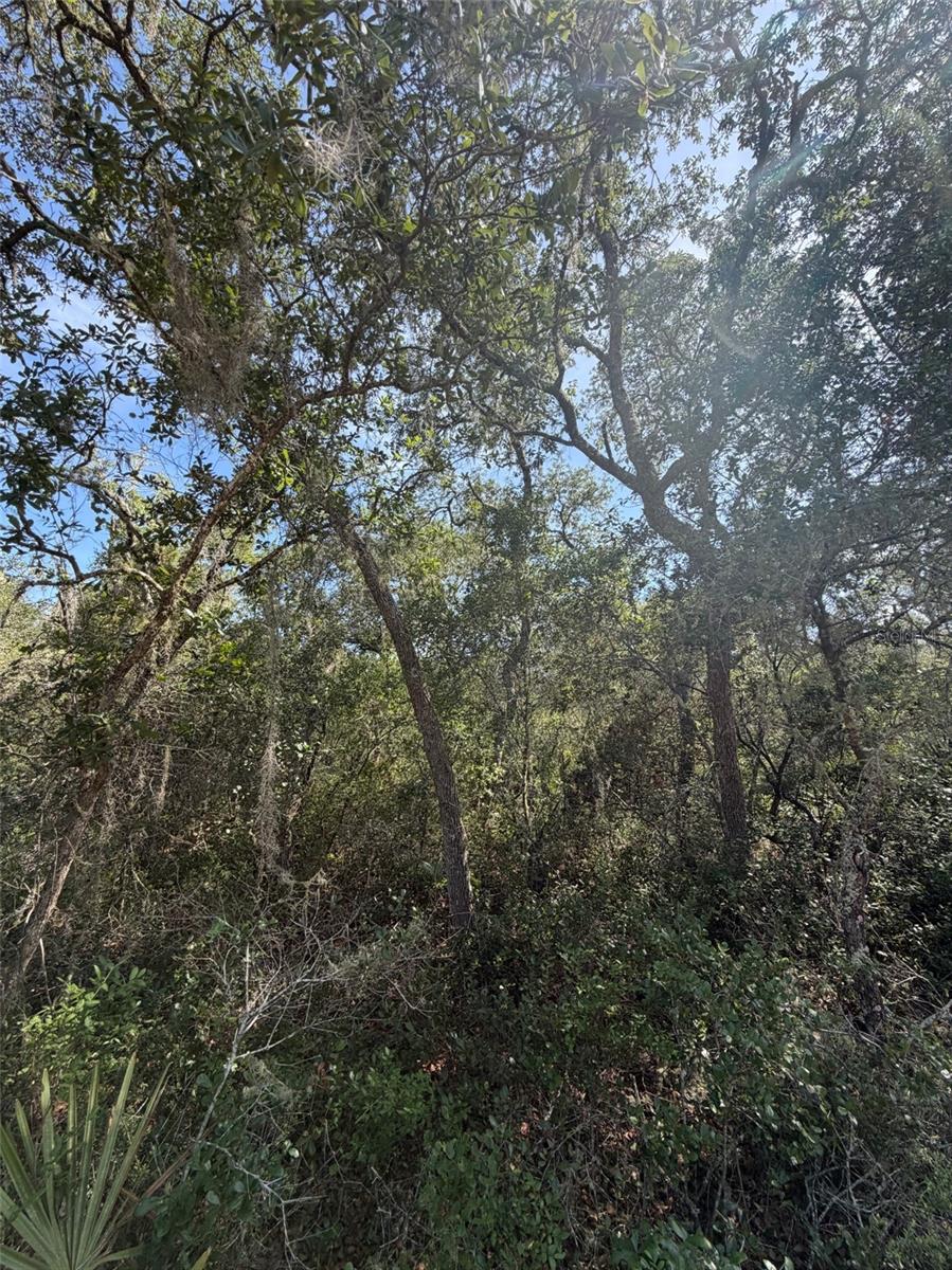 TBD NE 234 PL, FORT MC COY, FL — photo 6