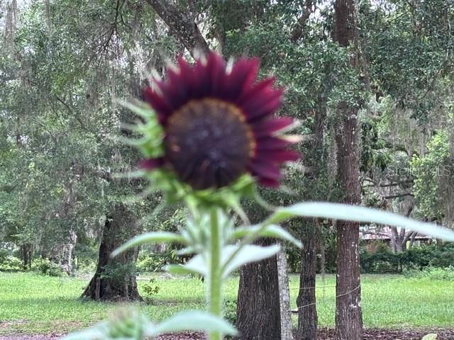 3551 NW 60TH AVE, CHIEFLAND, FL — photo 36
