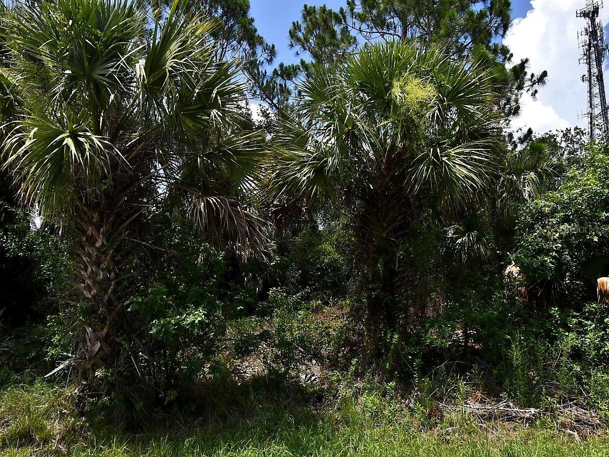 SAGO PALM RD, NORTH PORT, FL