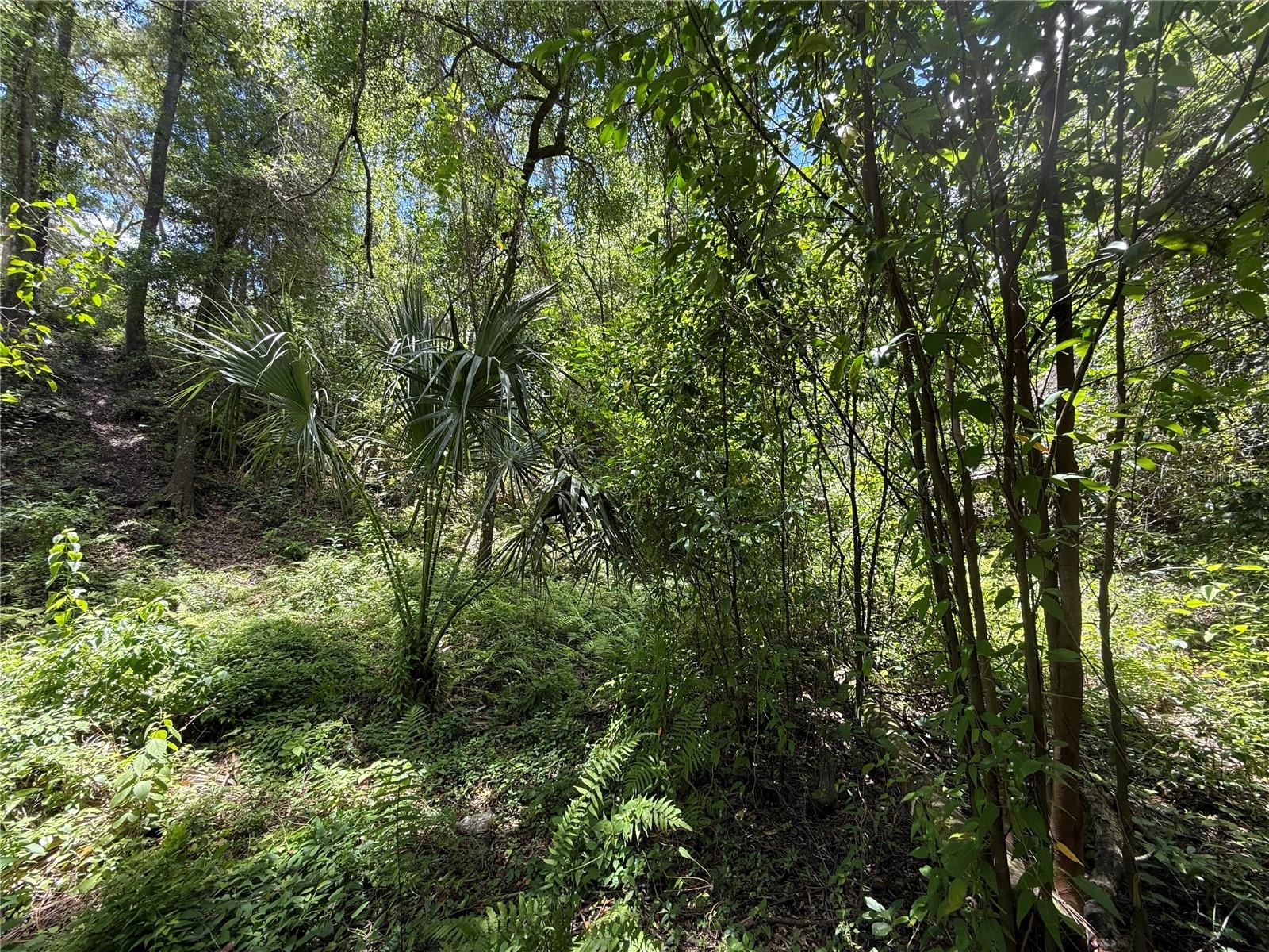 SW 53RD PL, OCALA, FL — photo 10