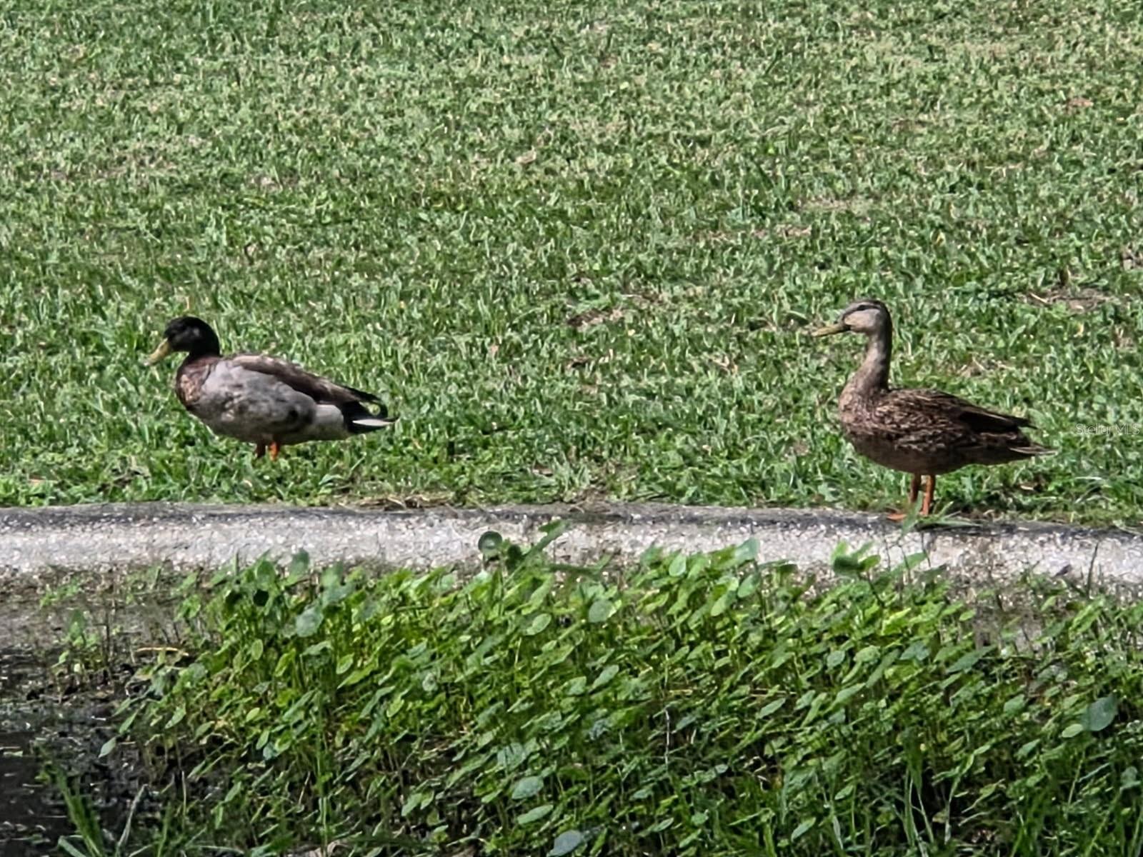 18451 WINDING OAKS BLVD, HUDSON, FL — photo 52