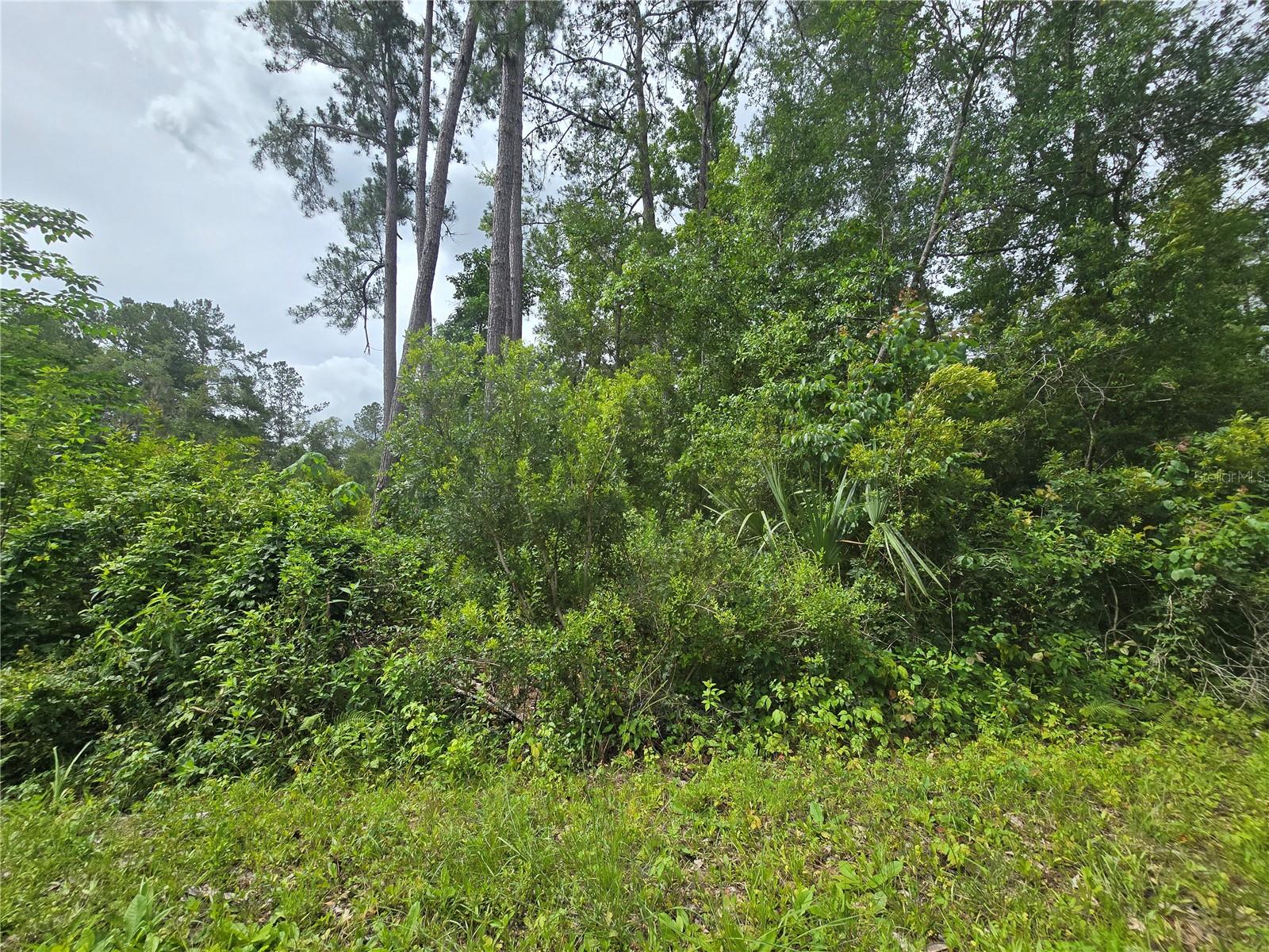 320 SEQUOIA DR, OCKLAWAHA, FL