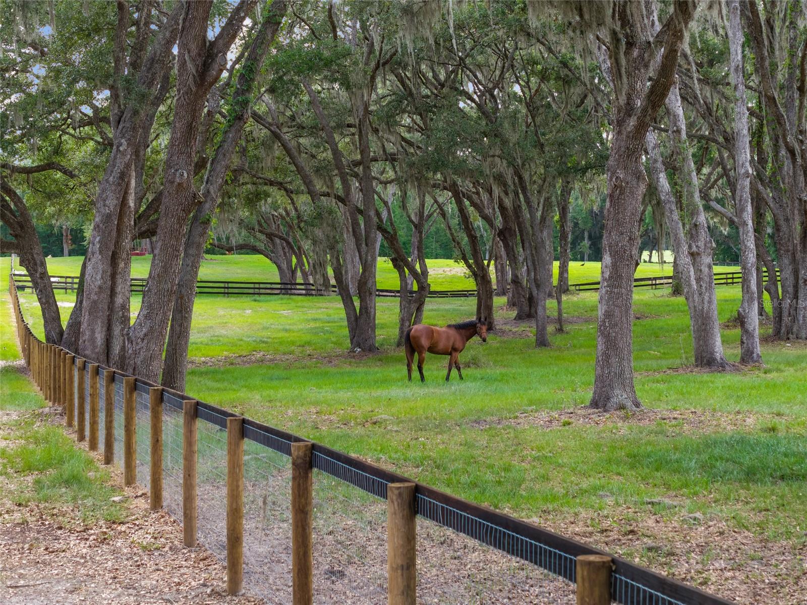 11140 NW 160TH AVE, MORRISTON, FL — photo 78