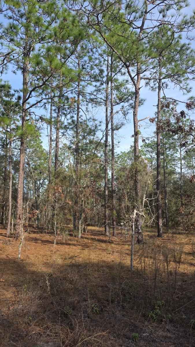 0 NW Alvarez Rd N NW ALVAREZ RD HWY, DUNNELLON, FL