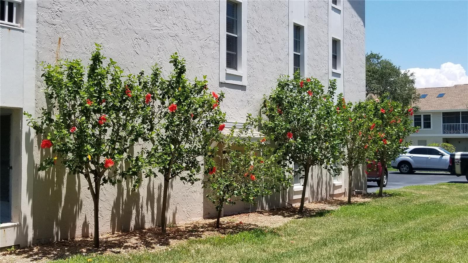 255 CAPRI CIR N #17, TREASURE ISLAND, FL — photo 61