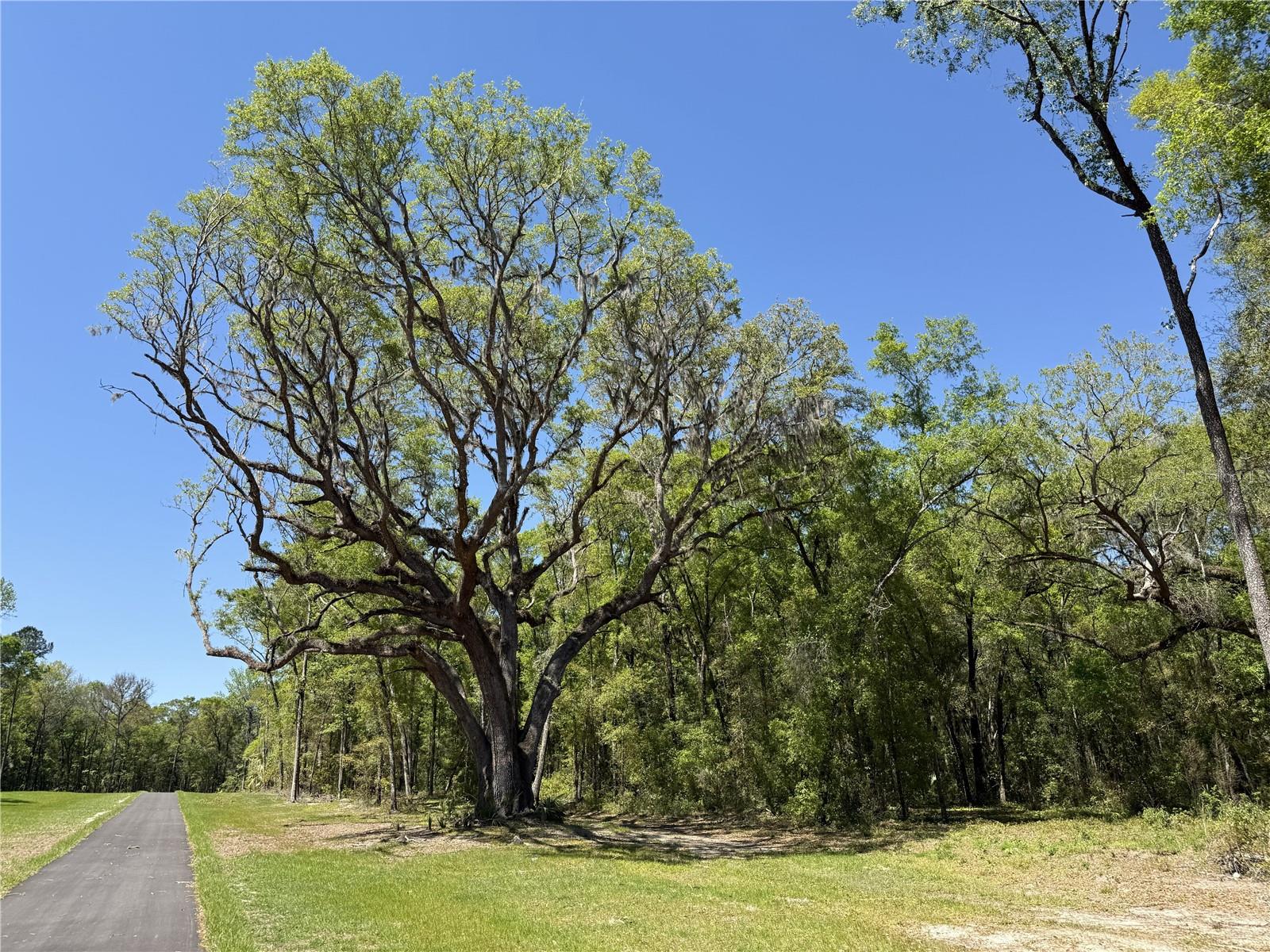 Irvine Acres #5 (13ac) W HWY 318, REDDICK, FL