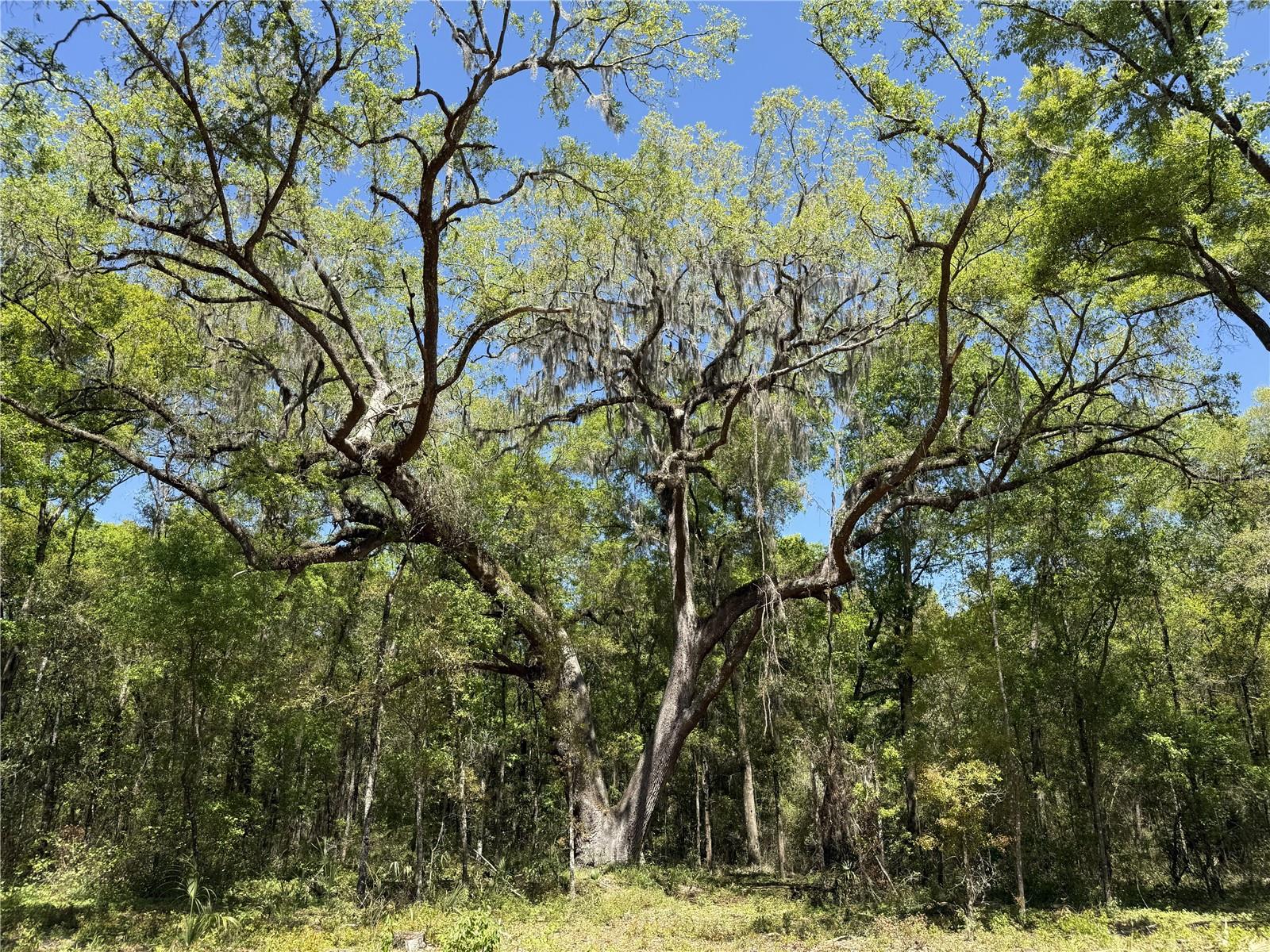 Irvine Acres #5 (13ac) W HWY 318, REDDICK, FL — photo 4