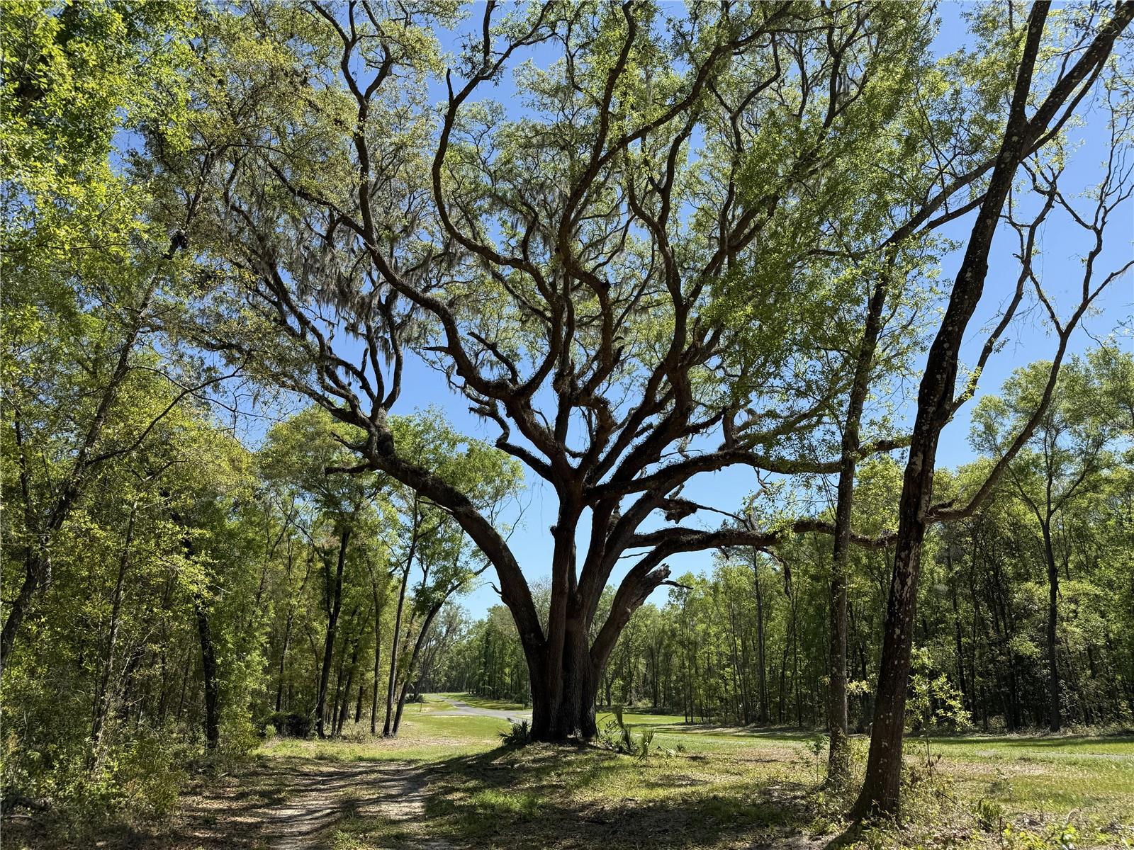 Irvine Acres #5 (13ac) W HWY 318, REDDICK, FL — photo 5