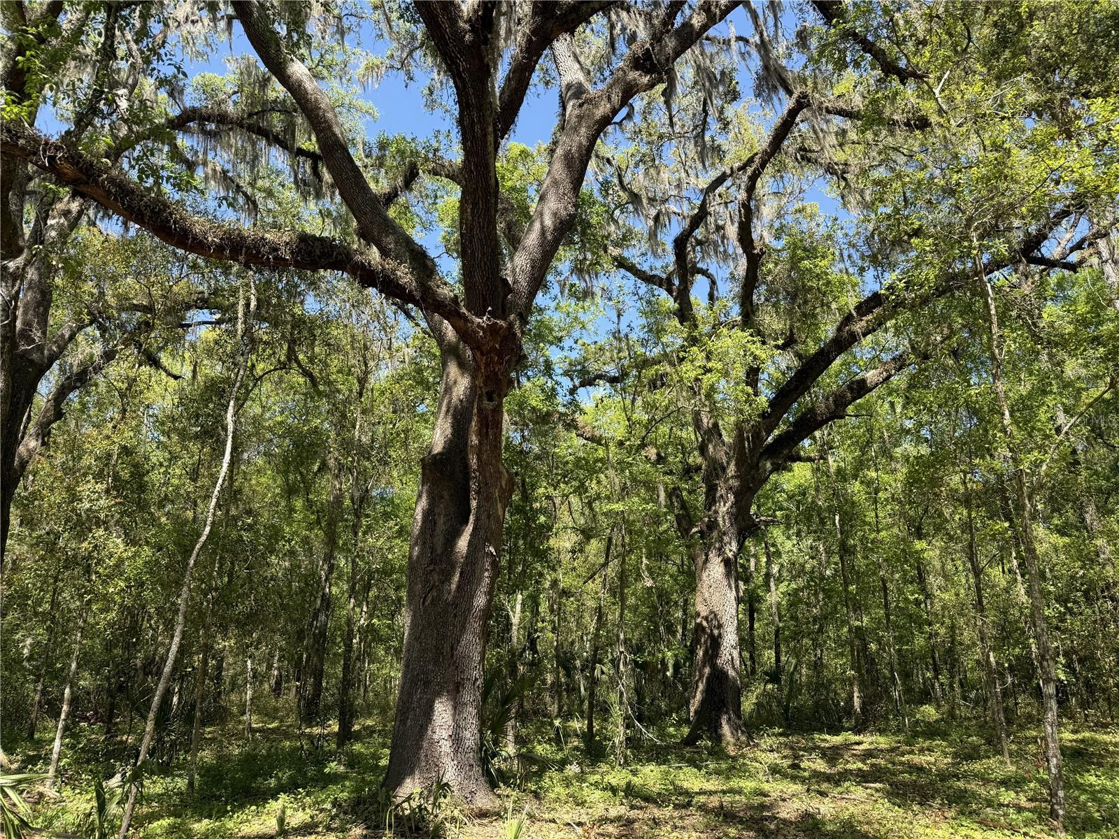 Irvine Acres #5 (13ac) W HWY 318, REDDICK, FL — photo 6