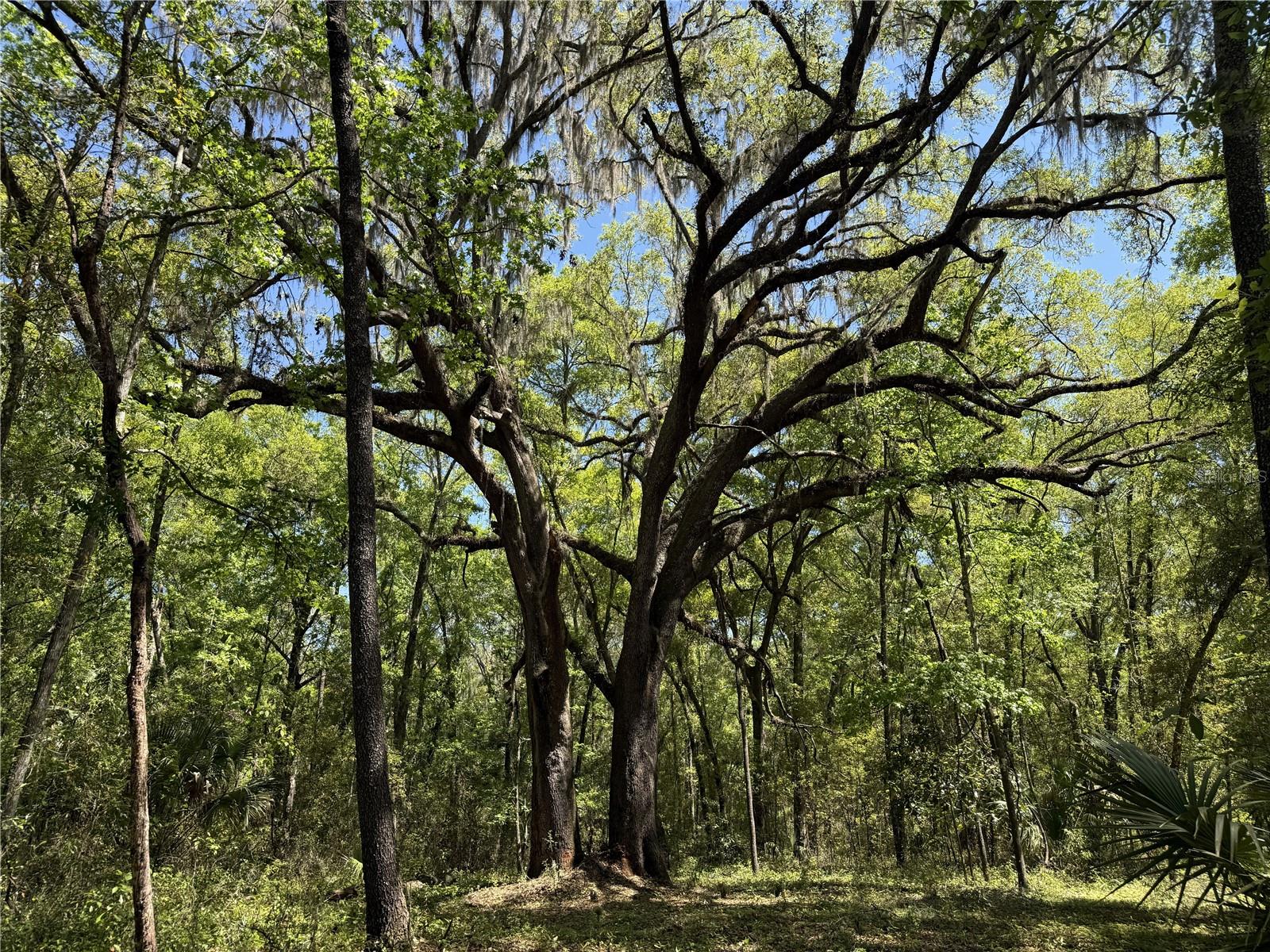 Irvine Acres #5 (13ac) W HWY 318, REDDICK, FL — photo 7