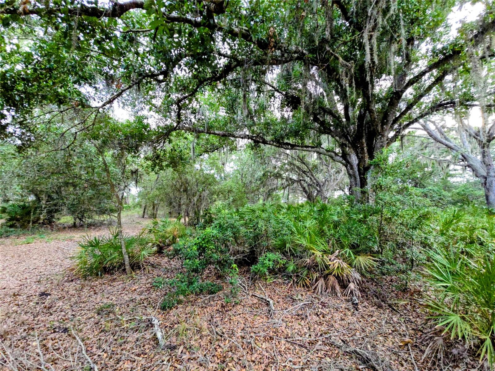 AVON PARK CUTOFF RD, FORT MEADE, FL — photo 3