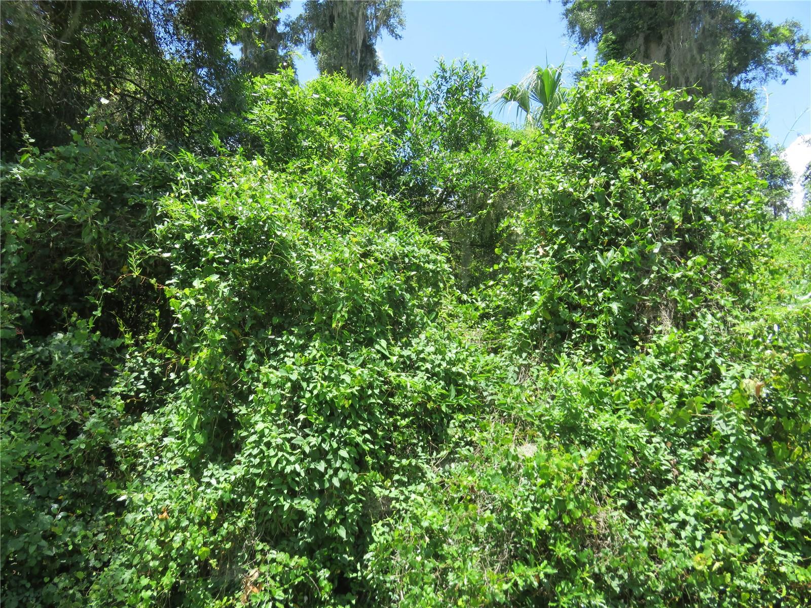 00 SE 142 PL, SUMMERFIELD, FL