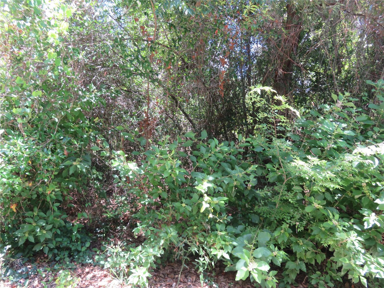 00 SE 142 PL, SUMMERFIELD, FL — photo 2