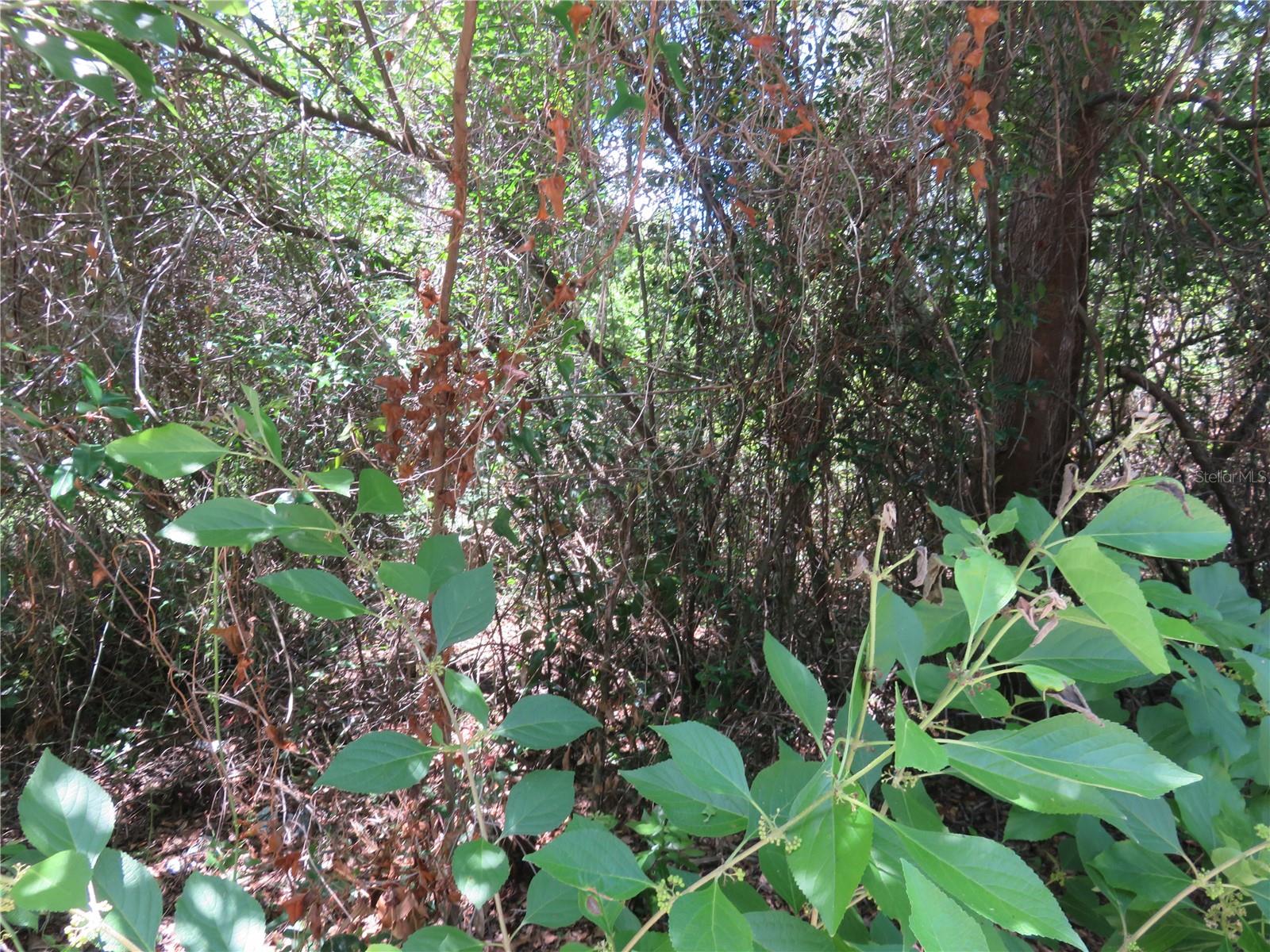 00 SE 142 PL, SUMMERFIELD, FL — photo 10