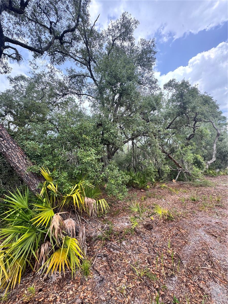 TBD SW 71ST RD, OCALA, FL — photo 3