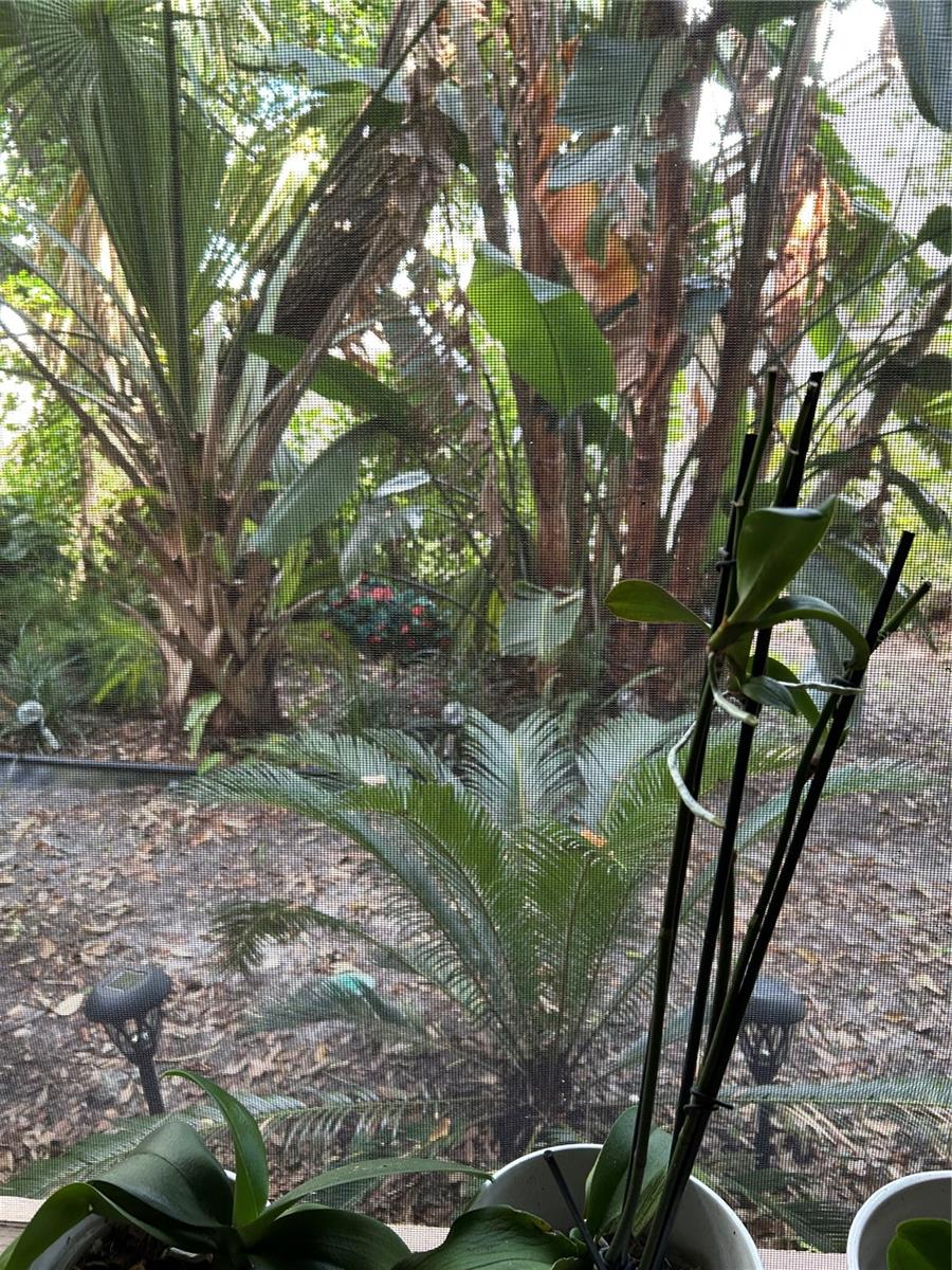 1505 LENNOX RD E #1505, PALM HARBOR, FL — photo 12
