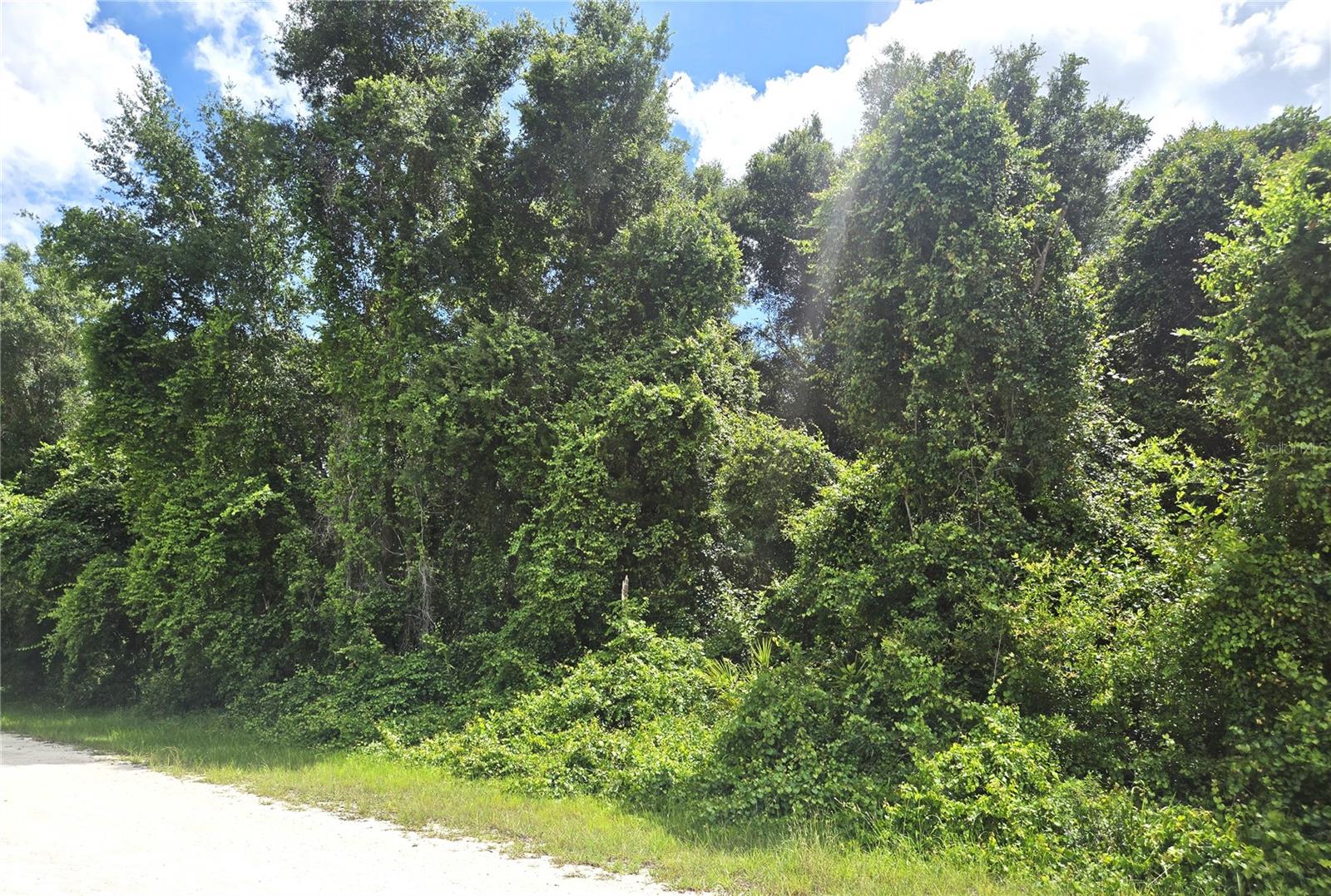 ALLOY ST, WEBSTER, FL — photo 3