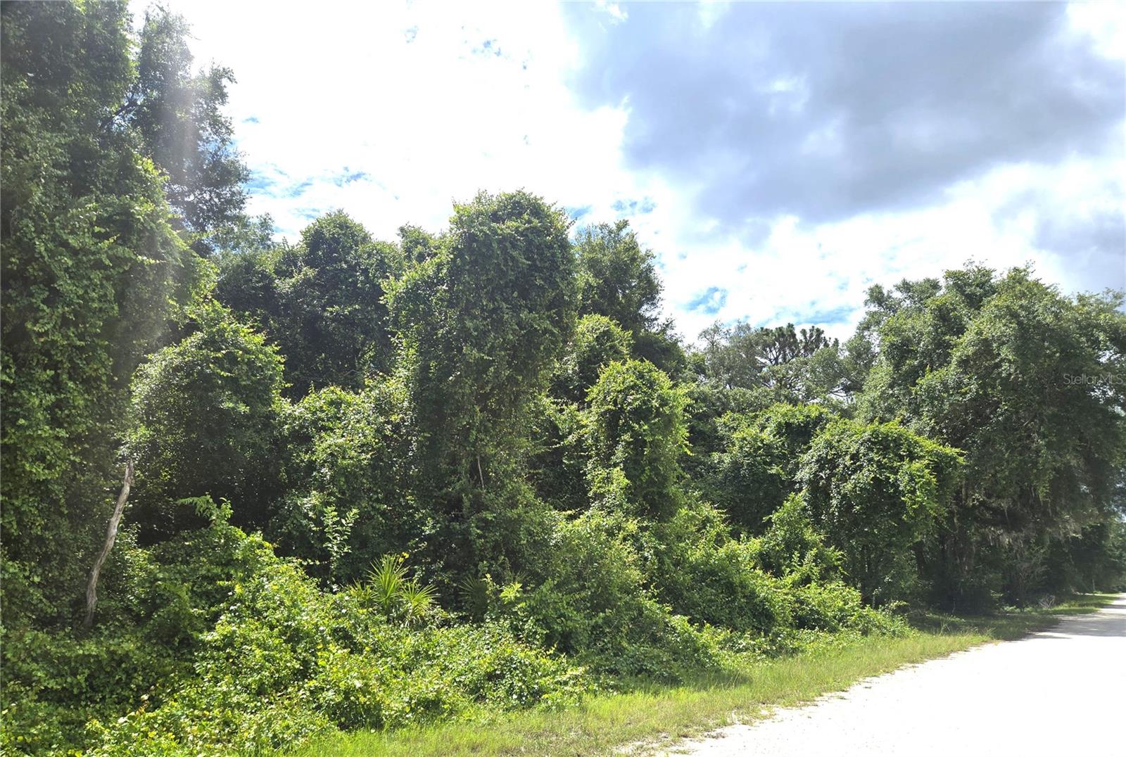 ALLOY ST, WEBSTER, FL — photo 4