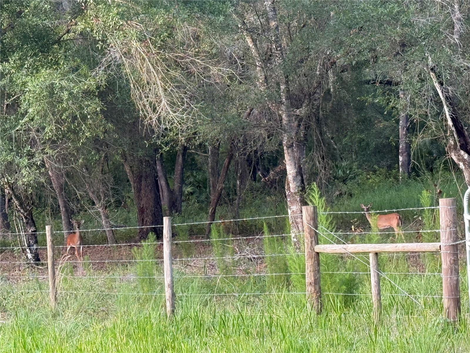 SE BROWN RD, ARCADIA, FL — photo 7