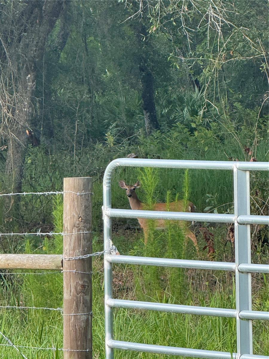 SE BROWN RD, ARCADIA, FL — photo 8