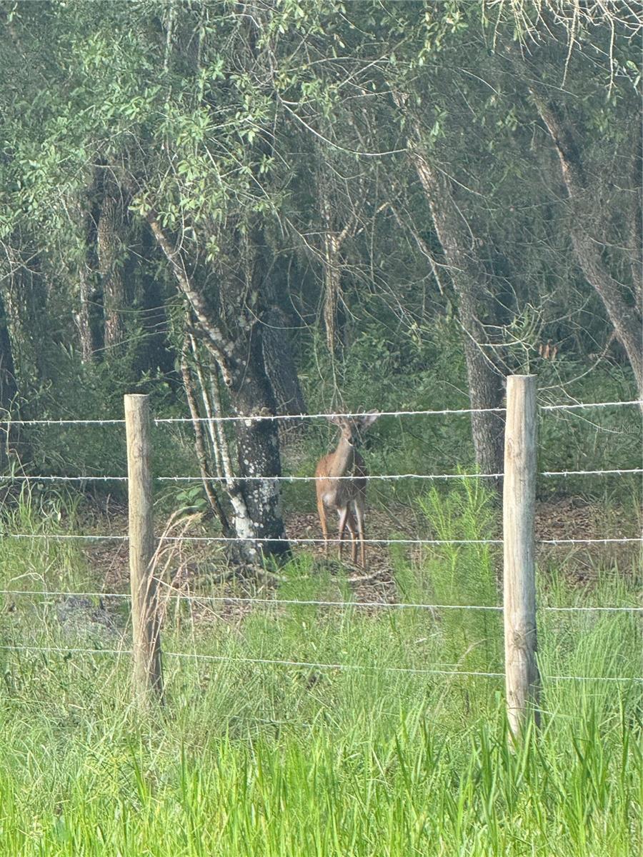 SE BROWN RD, ARCADIA, FL — photo 9
