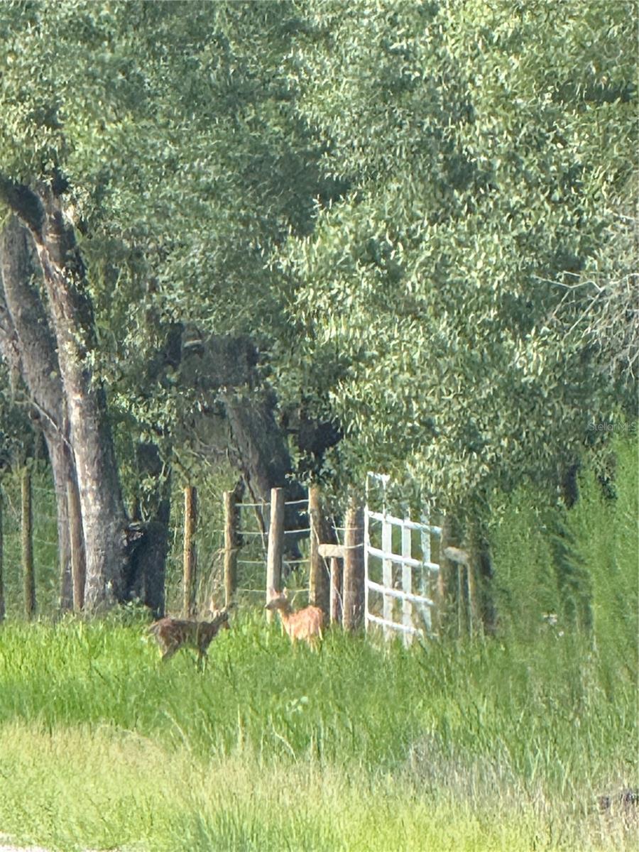 SE BROWN RD, ARCADIA, FL — photo 10