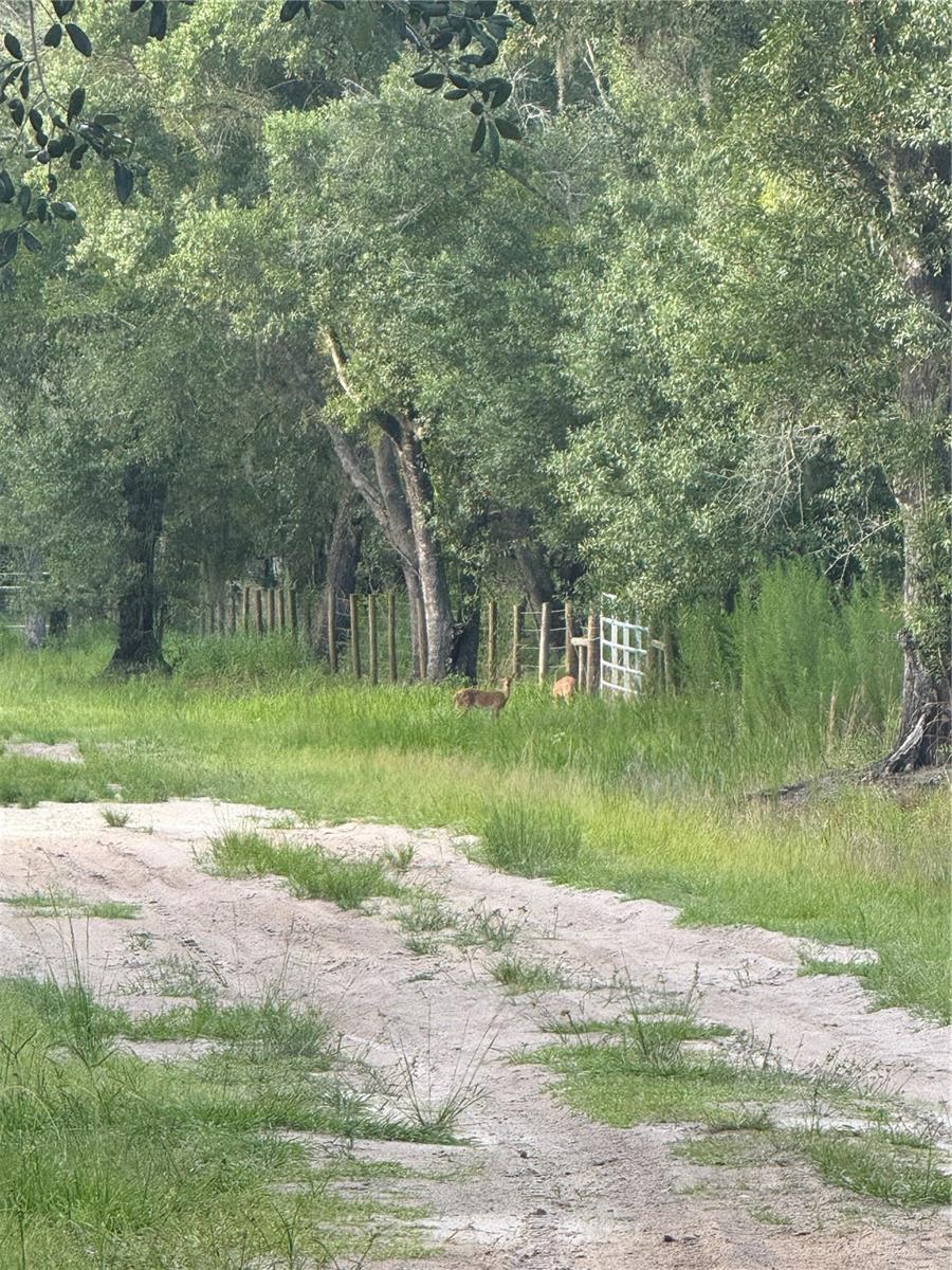 SE BROWN RD, ARCADIA, FL — photo 11