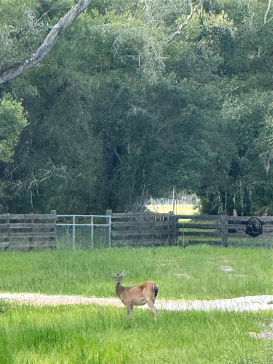 SE BROWN RD, ARCADIA, FL — photo 12