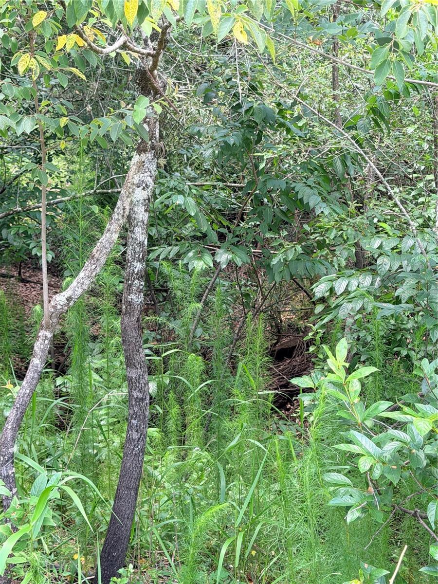 LOT 9 HARDSTONE DR, WEBSTER, FL — photo 3