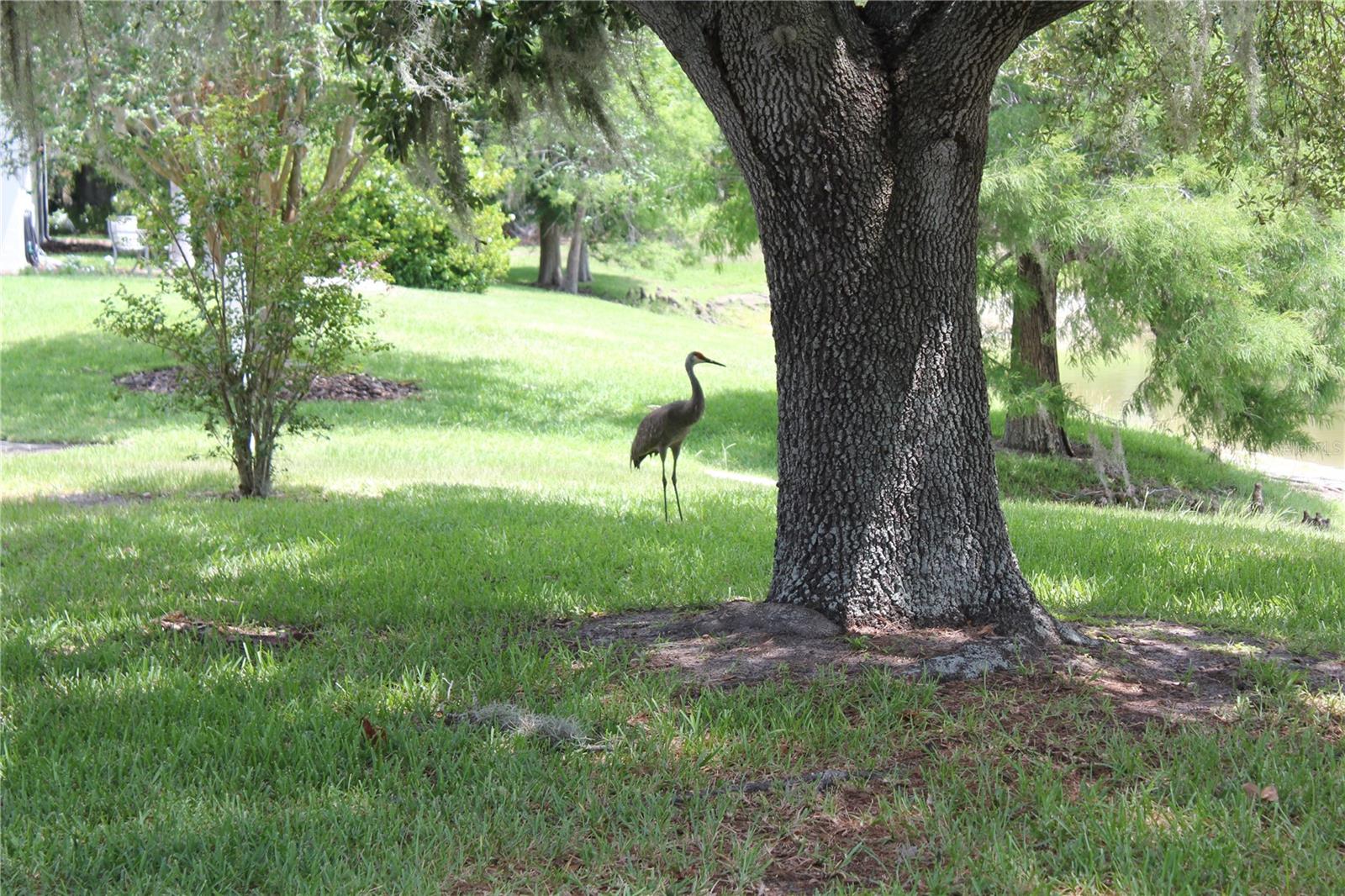 1819 SANDHILL LN, WINTER HAVEN, FL — photo 12