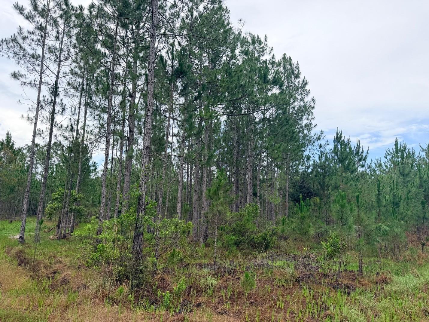 790 NW 42 TER, CHIEFLAND, FL — photo 41