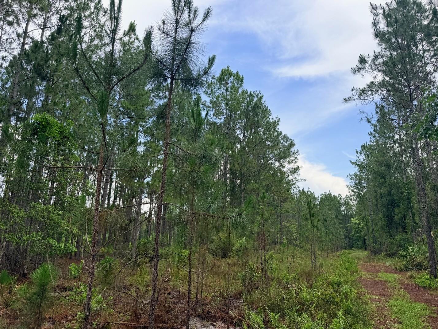 790 NW 42 TER, CHIEFLAND, FL — photo 42