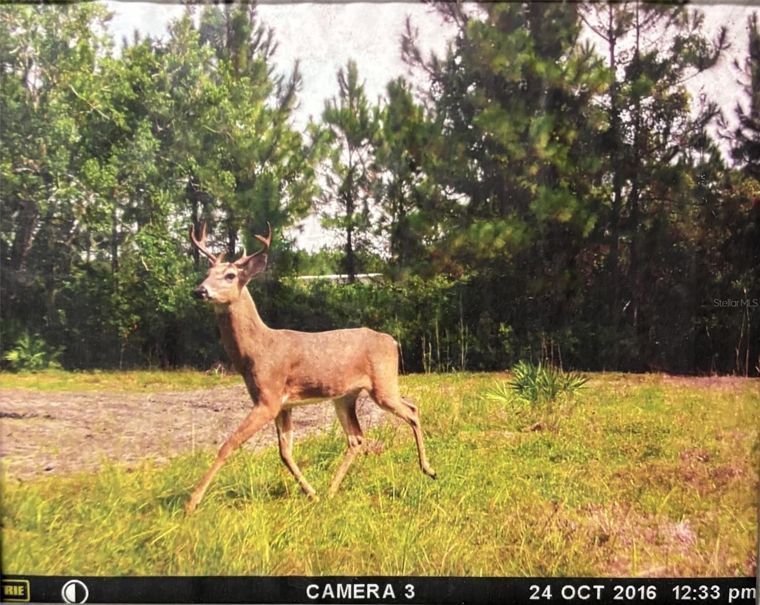 790 NW 42 TER, CHIEFLAND, FL — photo 5