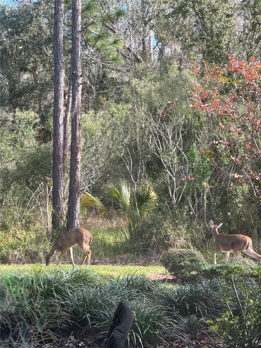 20117 UMBRIA HILL DR, TAMPA, FL — photo 50