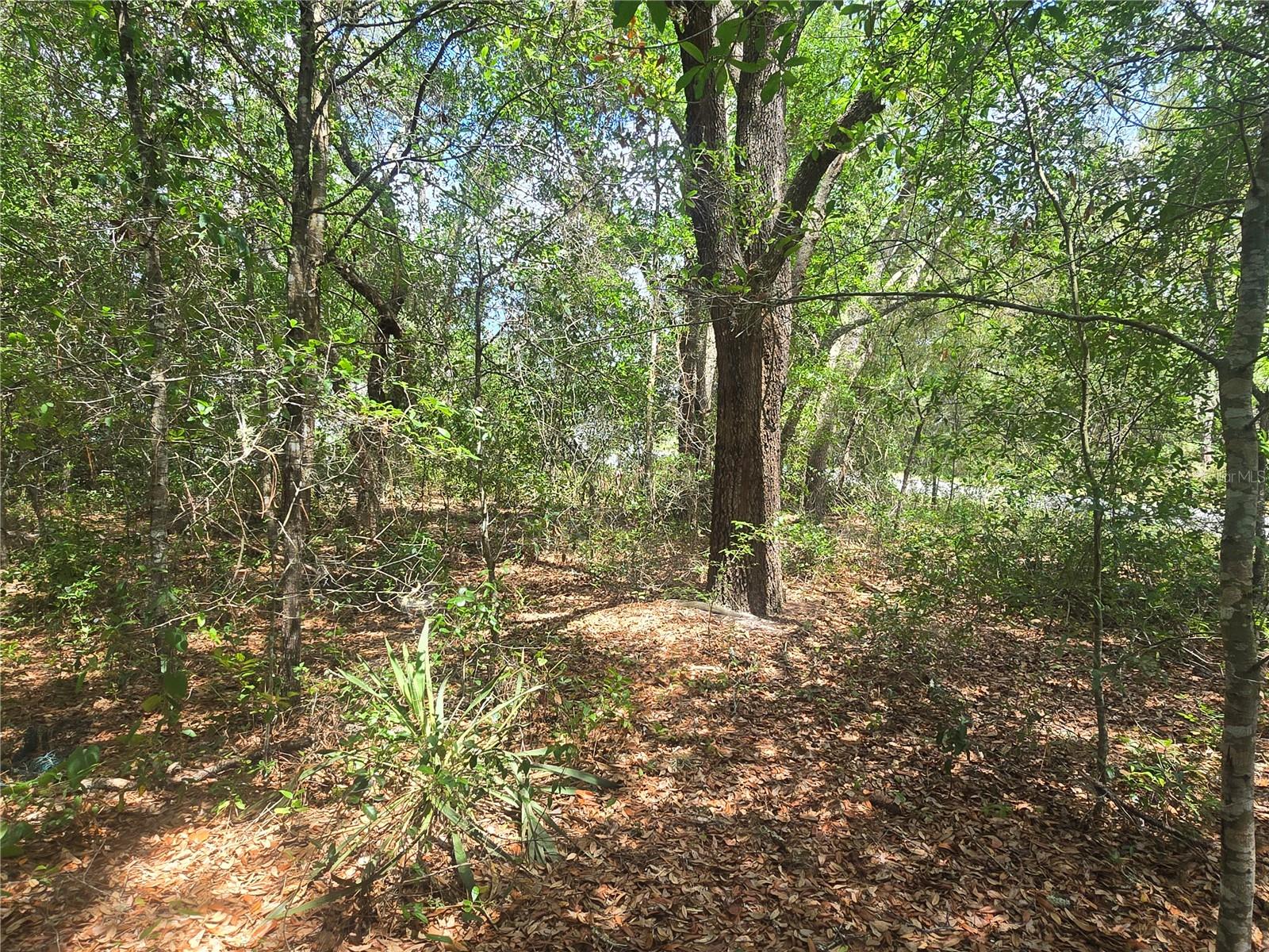 8467 N EMPIRE AVE, CITRUS SPRINGS, FL — photo 9