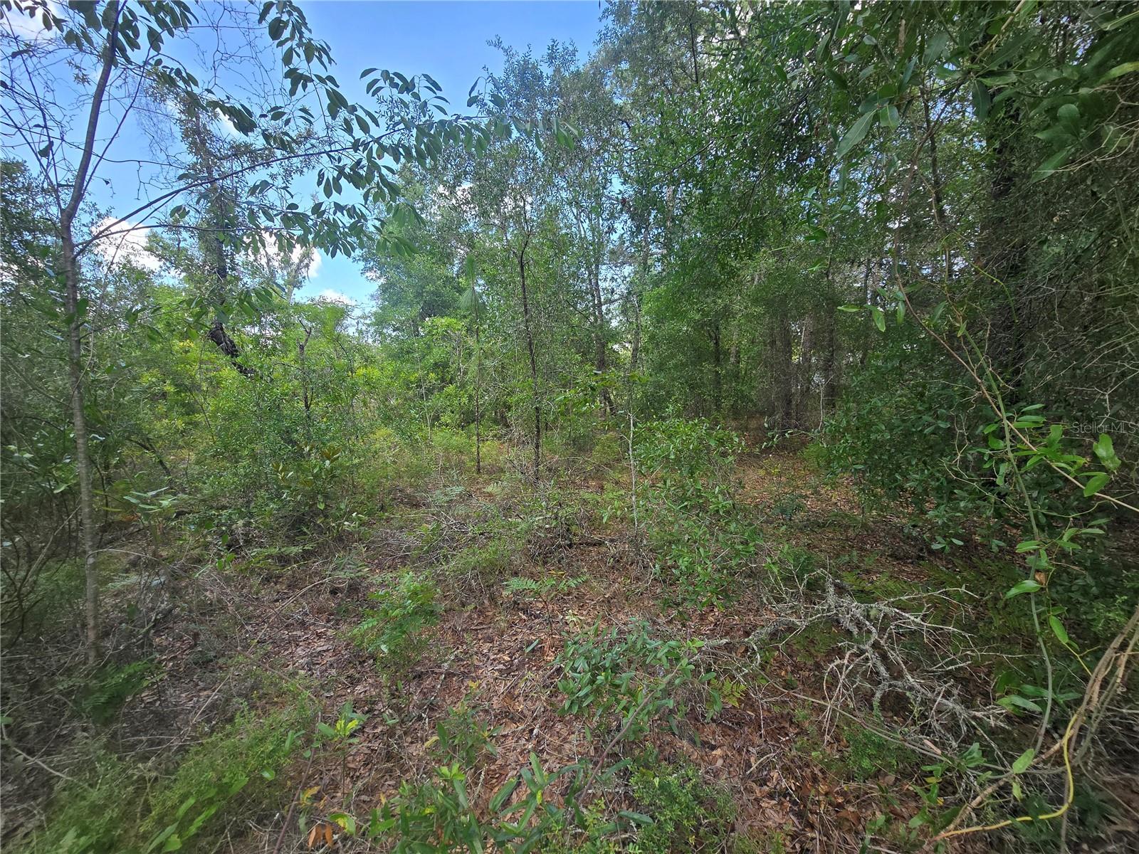 8365 N IBSEN DR, CITRUS SPRINGS, FL — photo 5