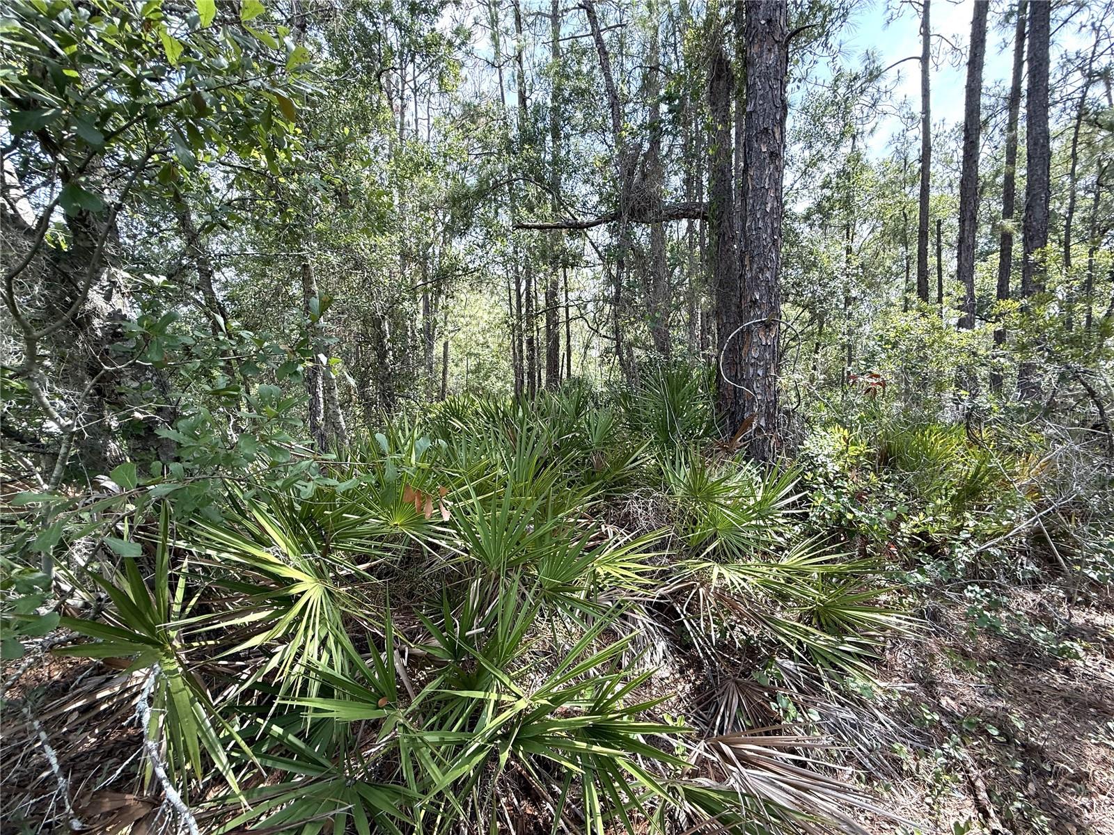 0 LAKE CALOOSA LANDING, FROSTPROOF, FL — photo 6