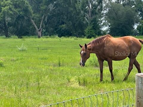 14854 NE JACKSONVILLE RD, CITRA, FL — photo 5