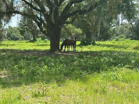 14854 NE JACKSONVILLE RD, CITRA, FL — photo 7