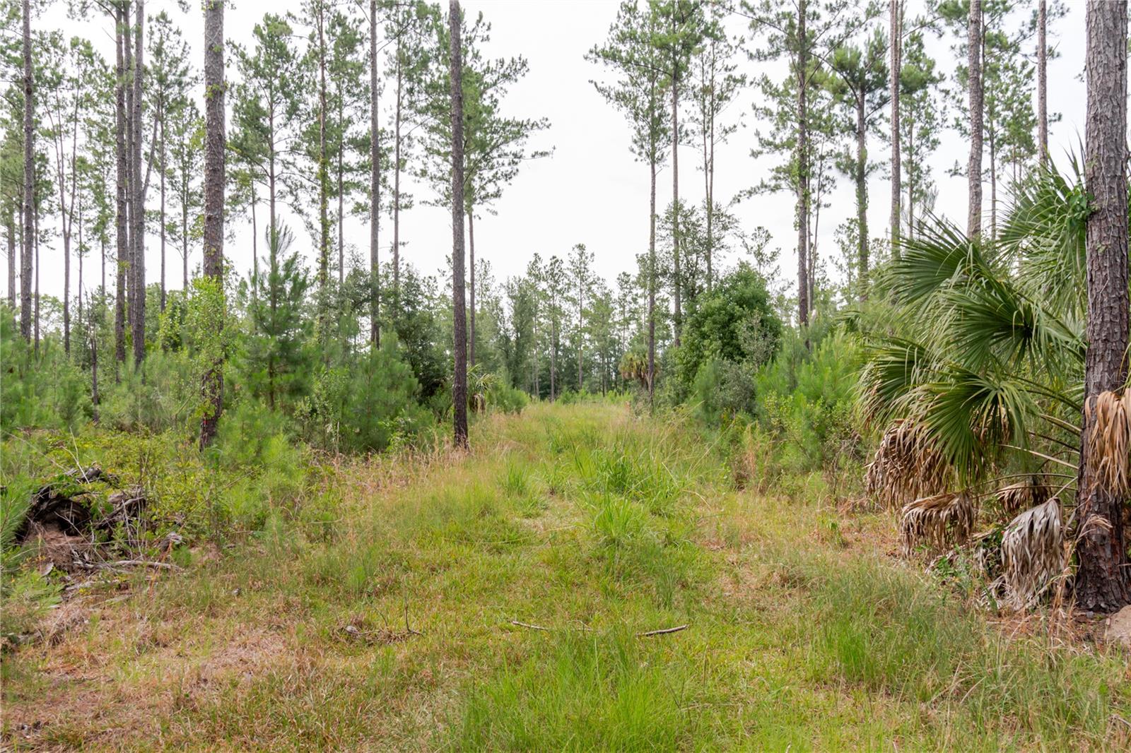 NE 90TH STREET RD, FORT MC COY, FL — photo 17